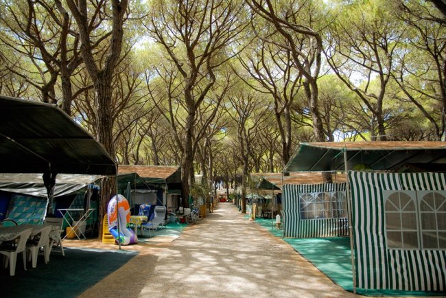 Strada tra tende sotto alti pini.