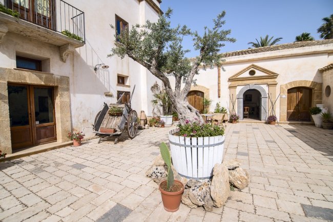 Cortile con albero di ulivo e piante in vaso.