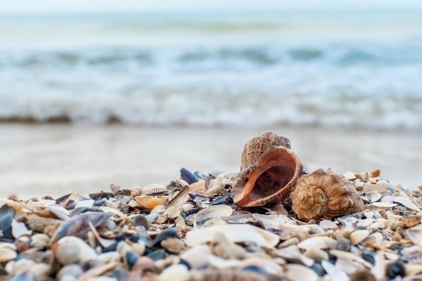 Conchiglie e ciottoli su una spiaggia.