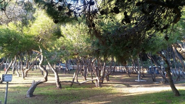 Boschetto di alberi con ombre leggere.