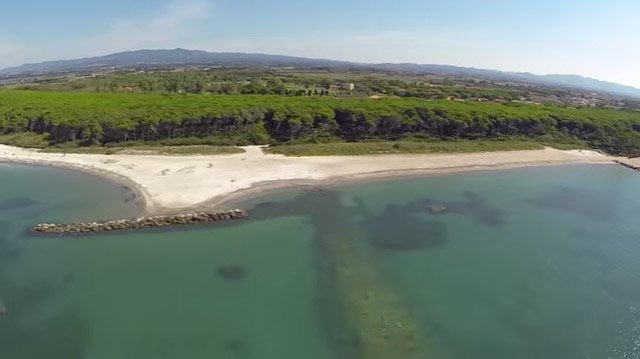 Spiaggia con mare calmo e pineta sullo sfondo.