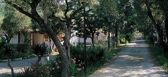 Viale alberato con case nascoste tra gli alberi e piante fiorite lungo un sentiero.