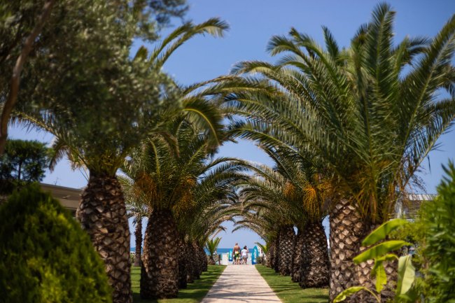 Sentiero con palme e cielo blu.