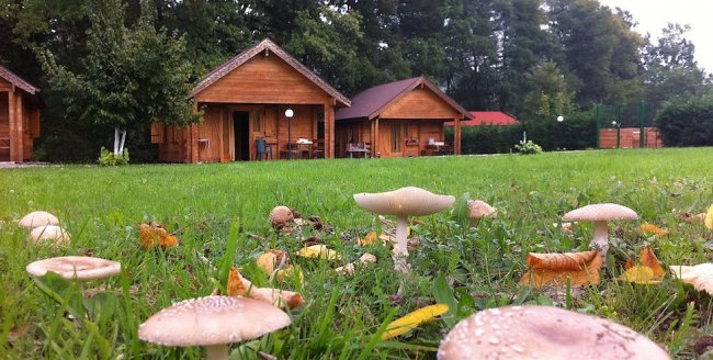 Casette di legno su prato con funghi.