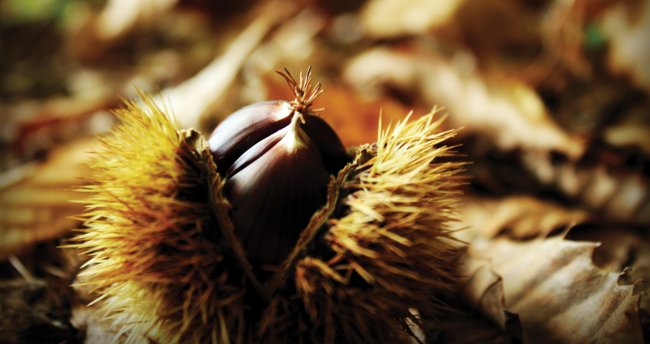 Riccio di castagna aperto tra foglie secche.
