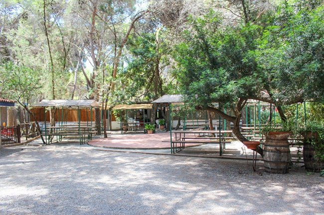 Tavoli da picnic all'ombra di alberi.