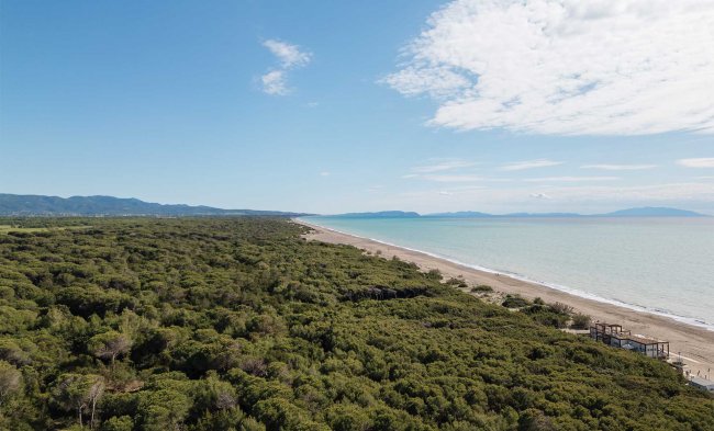 Vista aerea di spiaggia e foresta costiera sotto il cielo blu.