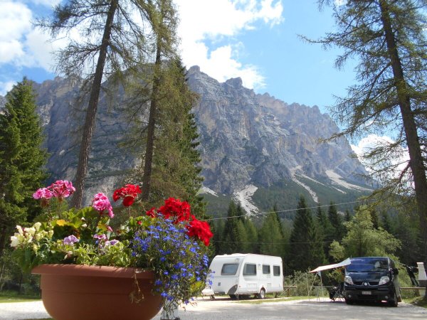 Fiori in primo piano con montagne sullo sfondo.