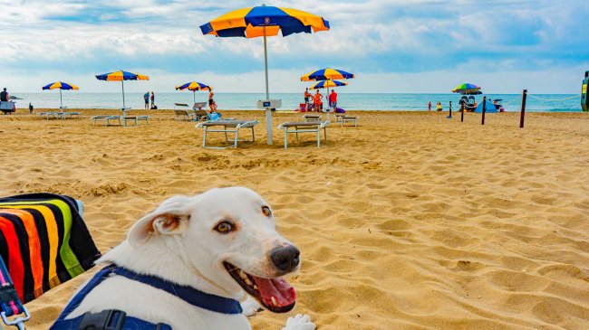 Cane sulla spiaggia con ombrelloni colorati.